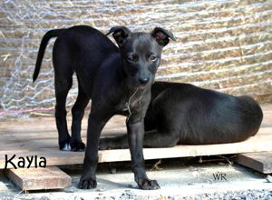 Zauberhafte dreiviertel Whippet Hündin sucht noch ein neues für immer Zuhause