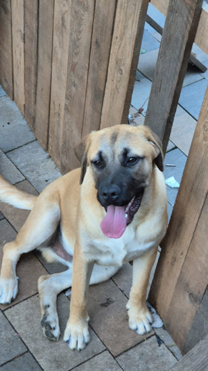 Cane Corso Mix Polnischer Schäferhund Welpen