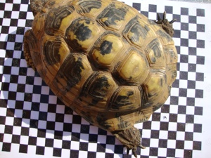 Testudo hermanni boettgeri