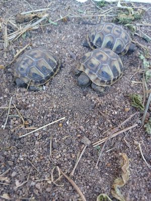 Griechische Landschildkröte