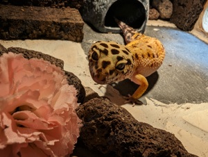 Leopardgecko 0.1