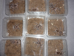 Vogelspinnen Grammostola pulchripes