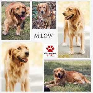 Milow junger Dark Golden Retriever Rüde sucht Zuhause für immer