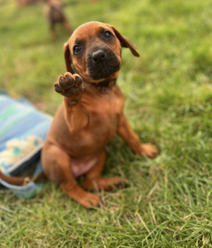 Reinrassige Rhodesian Ridgeback Welpen suchen ein neues liebevolles zu Hause 