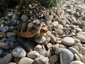 Maurische Landschildkröte von 2023