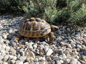 6jährige weibliche und männliche Griechische Landschildkröten zu verkaufen 