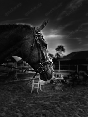 Reitbeteiligung Reitunterricht 