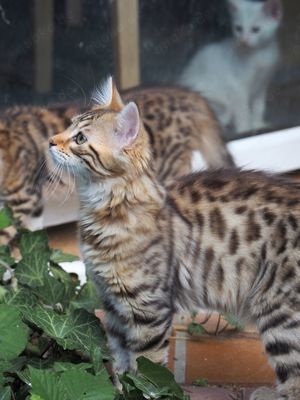 Cashmere-Bengal Kitten in verschiedenen Farben