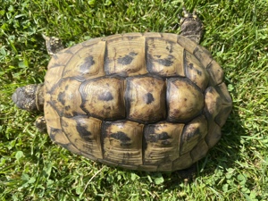 1 Griechische Landschildkröte.