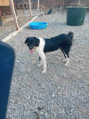 Junghund Maddox würde gern ausreisen Bild 2