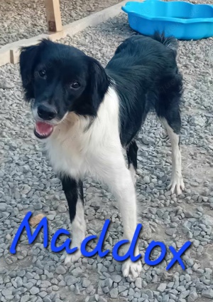 Junghund Maddox würde gern ausreisen Bild 3