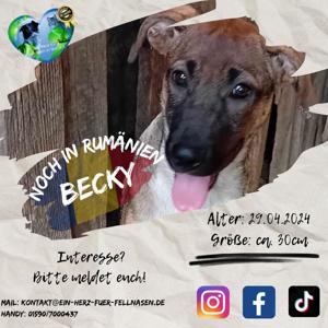 Becky und Geschwister suchen Familien