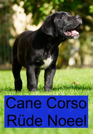 Cane Corso Welpen der S-Klasse!!