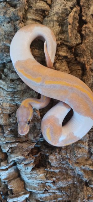 1.0 Banana Piebald 50% het Albino