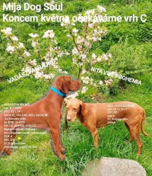 Magyar vizla 