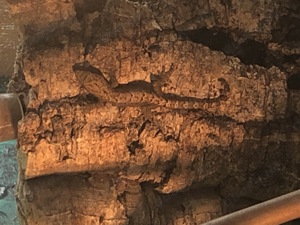 Jungferngeckos zu verkaufen