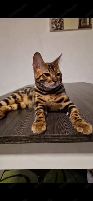 Bengalen Kater mit Stammbaum 