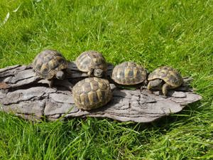 Biete Griechische Landschildkröten (Testudo Hermanni Boettgeri") Bild 2