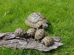 Griechische Landschildkröten zu Verkaufen