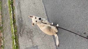 Buddy in Dresden wird ein Scheidungsopfer