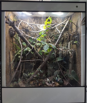 Terrarium, Tropenterrarium