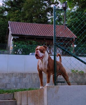 OEB Old English Bulldog Bulldogs Deckrüde