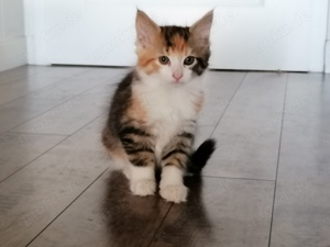 Maine Coon Kitten