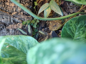 Pacman Frosch, Frosch, Ceratophrys cranwelli