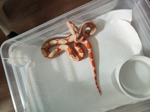 leopard blood sunglow vpi t+ snow Anery albino kahl fire motley boa imperator