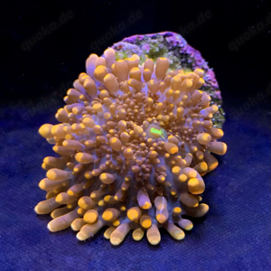 Korallenableger günstig abzugeben Bild 5