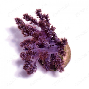 Korallenableger günstig abzugeben Bild 4