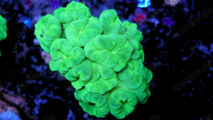 Korallenableger günstig abzugeben Bild 3