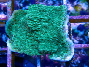 Korallenableger günstig abzugeben Bild 6