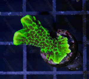 Korallenableger günstig abzugeben Bild 7