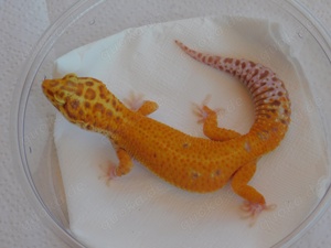 1.1 Afghan RADAR Zuchtpaar - Leopardgecko Männchen und Weibchen