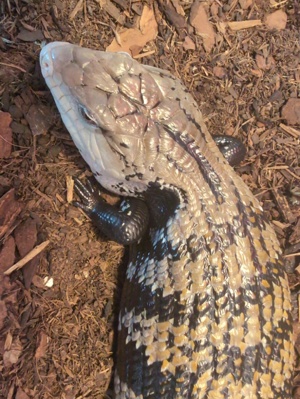 Australischer Blauzungenskink