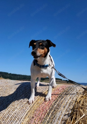 Jack Russel Deckrüde (der Hund wird nicht verkauft)