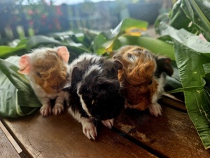 Meerschweinchen Lunkarya