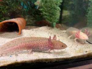 Juvenile Axolotl Wildlinge, Goldalbino, Copper Kekse und Albino in verschiedenen Größen abzugeben