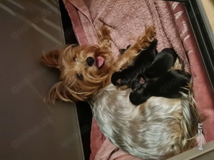 Yorkshire Terrier Welpen 