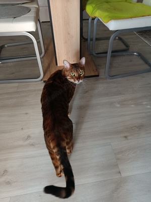 Bengalkater 