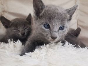 Russisch Blau mit Stammbaum Kitten, Kater, Katze, Eltern 10 Tests 