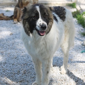 Marla, geb. ca. 06 2020, lebt in GRIECHENLAND, im städt. Tierheim Serres