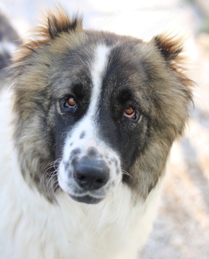 Marla, geb. ca. 06 2020, lebt in GRIECHENLAND, im städt. Tierheim Serres