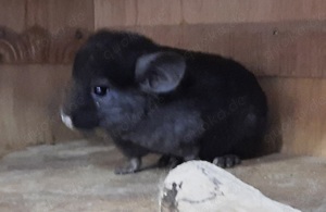 Chinchilla Weibchen zur Abgabe 