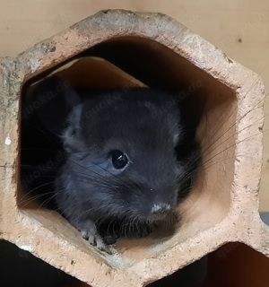 Chinchilla Böckchen suchen ein zu Hause 