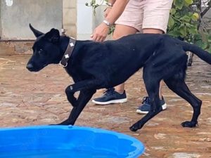Valentino V45  - ein sensibler,eleganter Rüde, dem der Stress im Tierheim sehr zusetzt.
