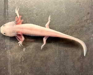 Männlicher Axolotl Weißling mit Spots und dunklen Kiemenansätzen