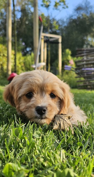 cavapoo suchen ein Zuhause 