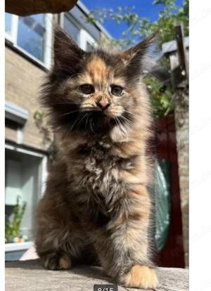 Wunderschöne Maine Coon Kitten XXL - Polydactyl 